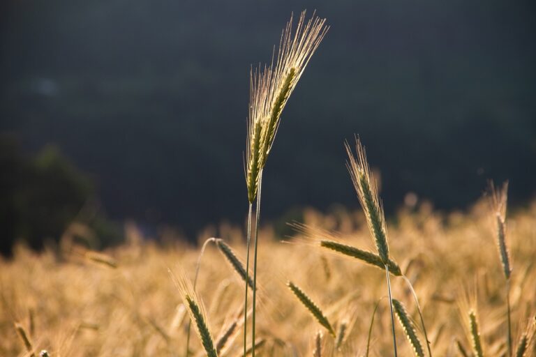 Dairy Farming and Soil Health: Sustainable Land Management Practices