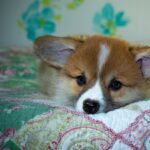 Reddybook: Revolutionizing Digital Publishing and Its Synergy with Laser247 Solutions