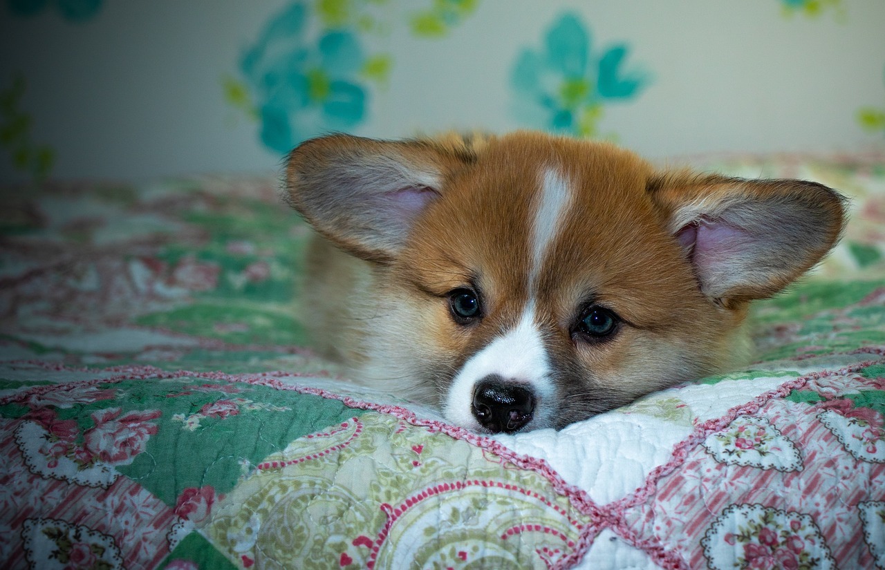 Reddybook: Revolutionizing Digital Publishing and Its Synergy with Laser247 Solutions